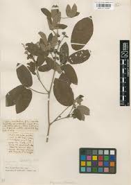 Image result for Rhynchosia congensis