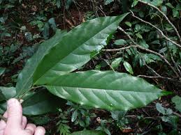 Image result for Annickia