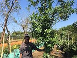 Image result for Kraussia floribunda