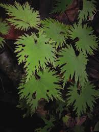 Image result for Begonia elatostemmoides