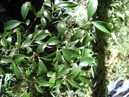 Image result for Eugenia natalitia