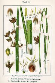 Image result for Schoenoplectus sp.no.1