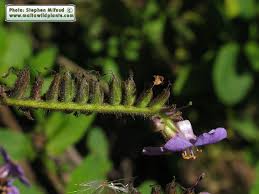 Image result for Wigandia urens