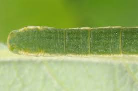 Image result for Trichopteryx