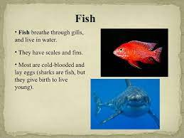 Vertebrates And Invertebrates Vertebrates And Invertebrates Vertebrates First Grade Science