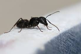 Maybe you would like to learn more about one of these? How To Get Rid Of Ants In Walls Ants Com