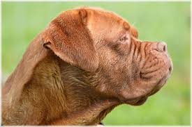 Best Food For Dogue De Bordeaux Dog Food Guru