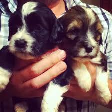 We do not endorse any particular breeder and take no responsibility for the actions or conduct of any breeder on this list. 2 Beautiful Tibetan Terrier Puppies For Sale Chelmsford Essex Pets4homes Tibetan Terrier Puppy Tibetan Terrier Puppies