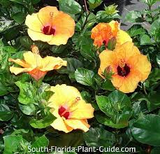 Prune by trimming stems above leaf nodes to guide the new growth. Hibiscus
