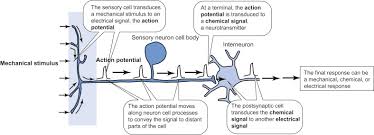 Cell Signaling An Overview Sciencedirect Topics