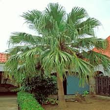 Image result for Livistona chinensis