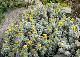Image result for Helichrysum lineare