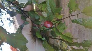 We did not find results for: Tree Identification Washington State Gardening Landscaping Stack Exchange