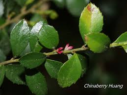 Image result for Myrsine africana