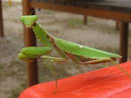 Scientific names are in latin and are used to organize animals into to write the word garnet in japanese you write ganetto. Japanese Praying Mantis In Shimane Japan All Over Travel Guide