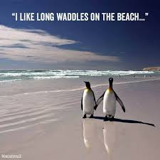 Kak na poste nabiraetsya 15 lajkov ebawu novuju pik4u. These Hilarious Penguin Memes Will Have You Laughing All Day Penguins Funny Penguins Penguin Pictures