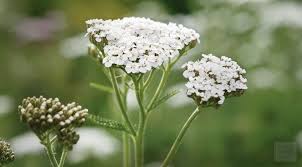 Monterey Bay Spice Co Yarrow Flower