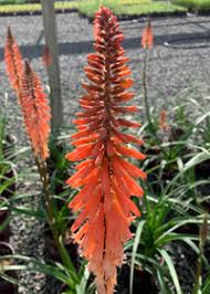 Image result for Kniphofia thomsonii