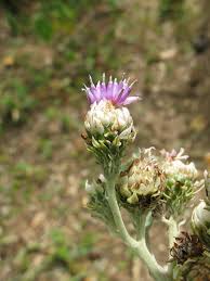 Image result for Vernonia anthelmintica