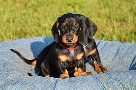 Image result for jezevčík hladkosrstý