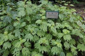 Image result for Barleria boehmii