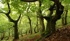 A neighbor's tree can grow so that branches or roots encroach on your yard, causing actual or potential damage. The Hidden Life Of Trees Asks Us To Rethink Our Relationship To The World S Forests
