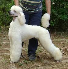 White standard poodle for sale. White Standard Poodles For Sale Standard White Donnchada Poodles Poodles Puppies Standard Poodle Poodle
