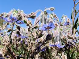 Image result for Trichodesma zeylanicum