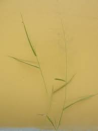 Image result for Eragrostis unioloides