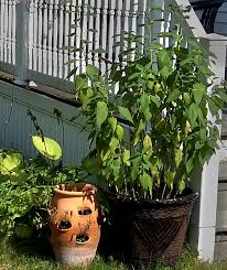 Free shipping on qualified orders. Control Sunchokes By Planting Them In Pots I Ll Share Sunchokes With You Buffalo Niagaragardening Com