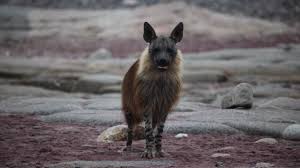 Image result for Heinsenia