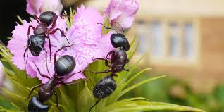 Maybe you would like to learn more about one of these? How To Control Ants On Plants 5 All Natural Methods To Stop Ants
