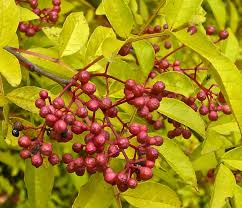 Image result for Zanthoxylum sp. A