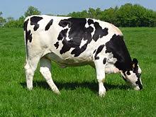These cows are mainly black and white. Holstein Friesian Cattle Wikipedia