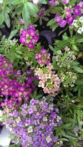Pin On Groundcovers Plants