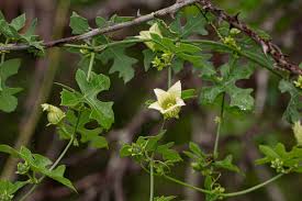 Image result for Coccinia rehmannii