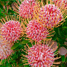 Image result for Leucospermum