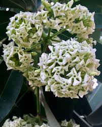 Image result for Alstonia venenata