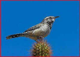 They protect their established territory (where they live throughout the year) and aggressively defend their nests from predators. Arizona State Bird Cactus Wren