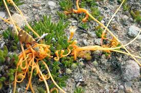 Image result for Cuscuta australis