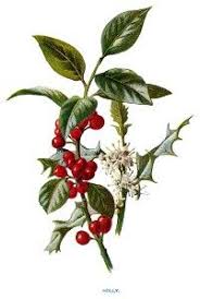 holly free vintage illustration botanical illustration vintage vintage botanical prints vintage flowers
