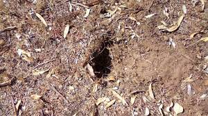 How to stop bandicoots digging up garden. Mystery Holes In Lawn Bunnings Workshop Community