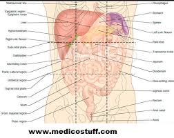 The abdominal area is in the middle part of the body and includes several organs. Abdominal Quadrants And Its Contents Abdominal Organs By Region Medicostuff