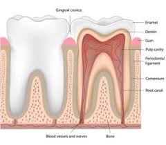 Image result for Gingiva