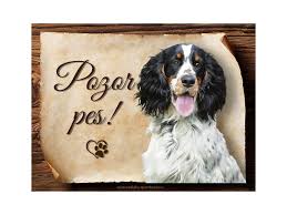 Image result for anglický špringršpaněl