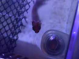Need Betta Fish Help Pretty Stuck On Identifying Problem Aquarium Advice Aquarium Forum Community