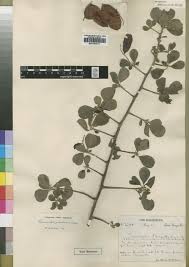 Image result for Terminalia brachystemma