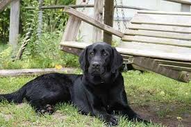 Find bernese mountain in dogs & puppies for rehoming | find dogs and puppies locally for sale or adoption in ontario : Labernese Mix Of Labrador Retriever And Bernese Mountain Labrador Mix Labrador Retriever Dogs