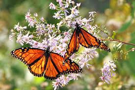 We ship usps priority mail. Monarch Butterfly Migration Nc Mountains