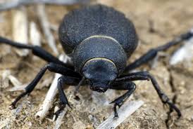 Namibia's largest flying bird, the kori bustard, pecks for locusts, caterpillars, grasshoppers and beetles in the red sands of the kalahari desert. Namib Desert Beetle Inspires Self Filling Water Bottle Alqudaihy S Design Blog